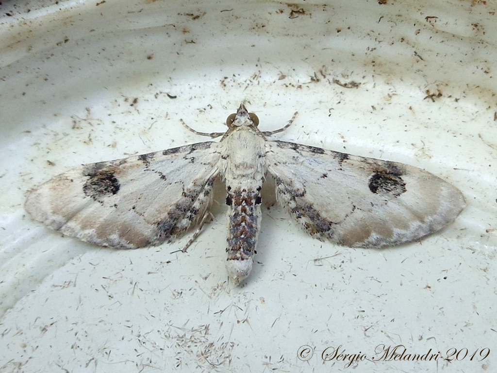 Eupithecia centaureata, Geometridae